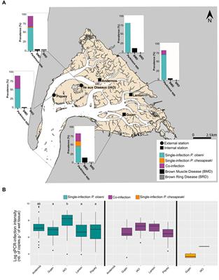 Co-infection of two eukaryotic pathogens within clam populations in Arcachon Bay